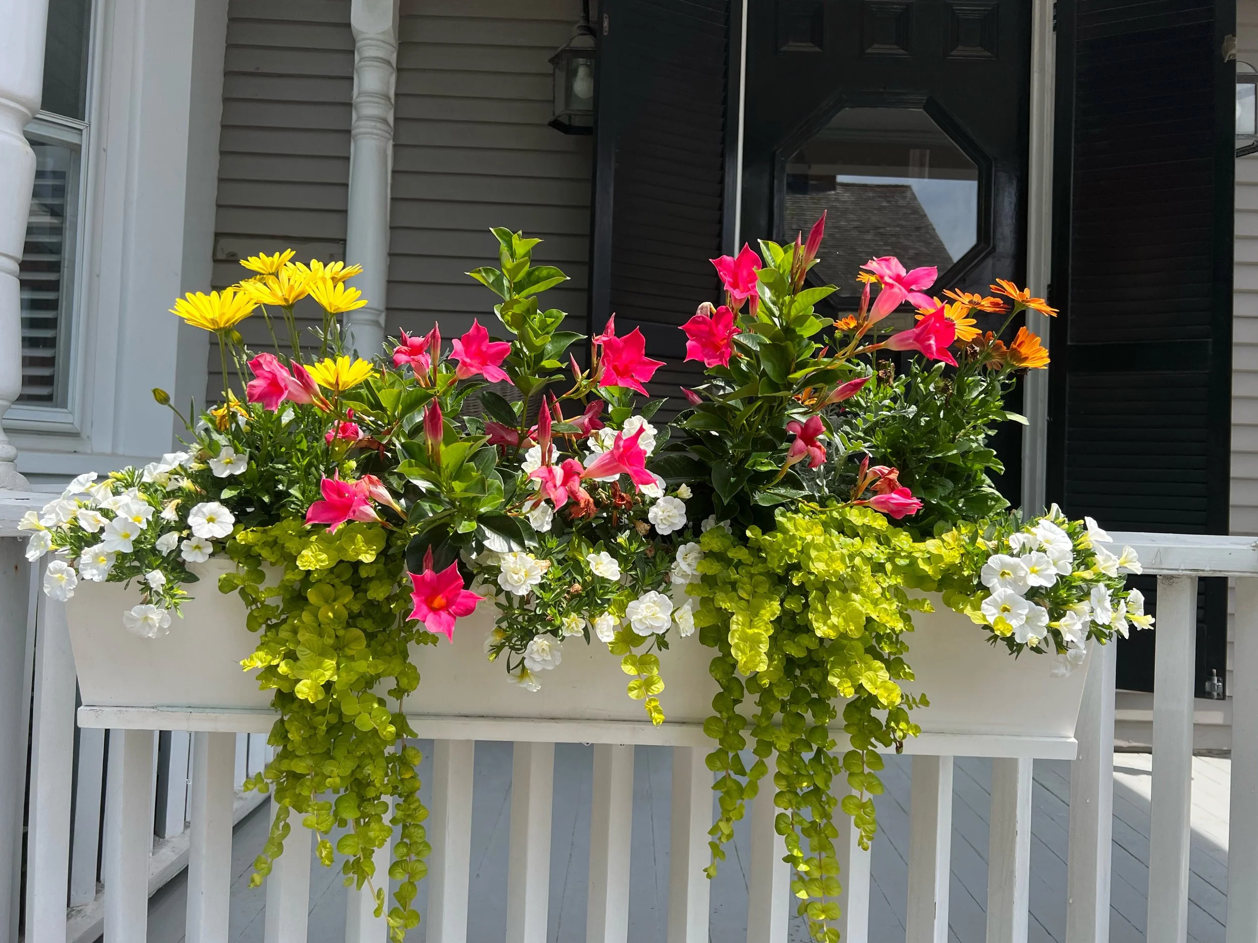 Container seasonal color