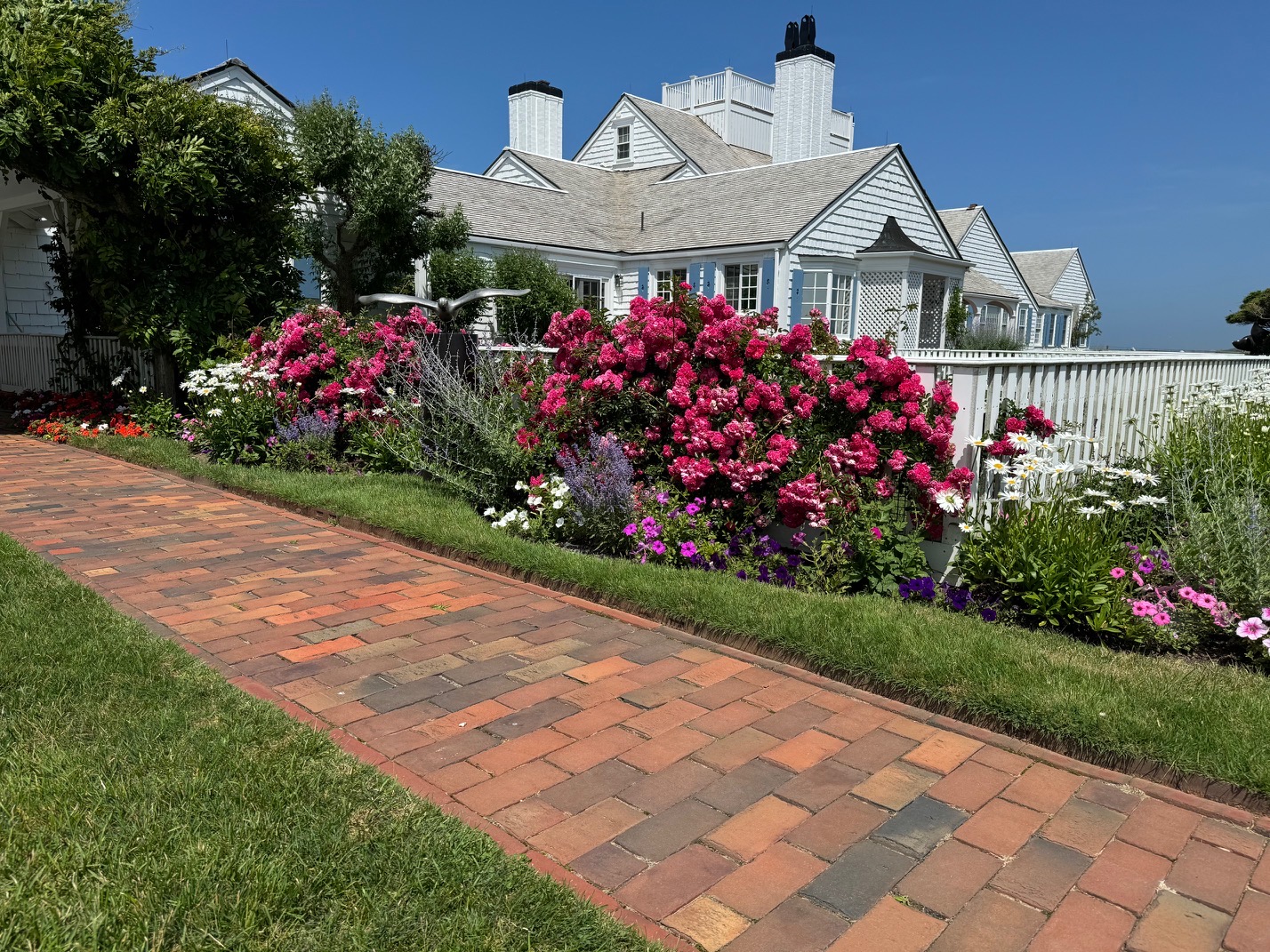 Rose garden on sunny day