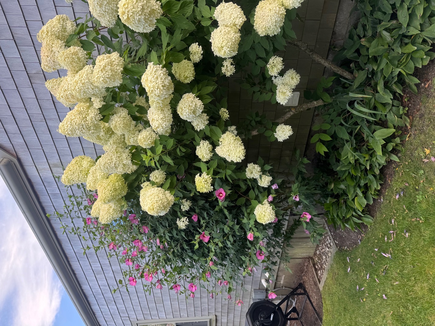 White hydrangeas and pink petunias