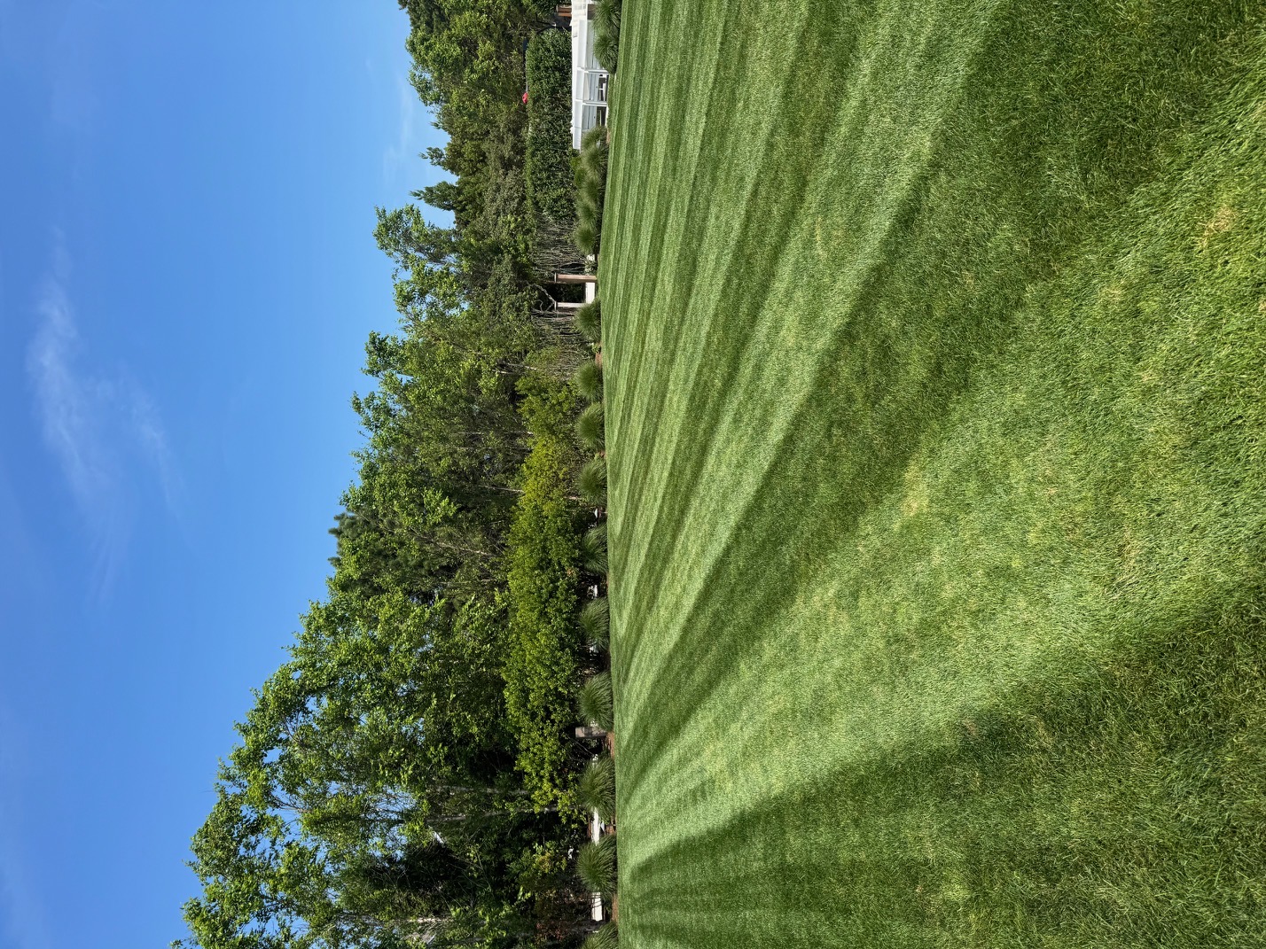 Striping with arborvitae border