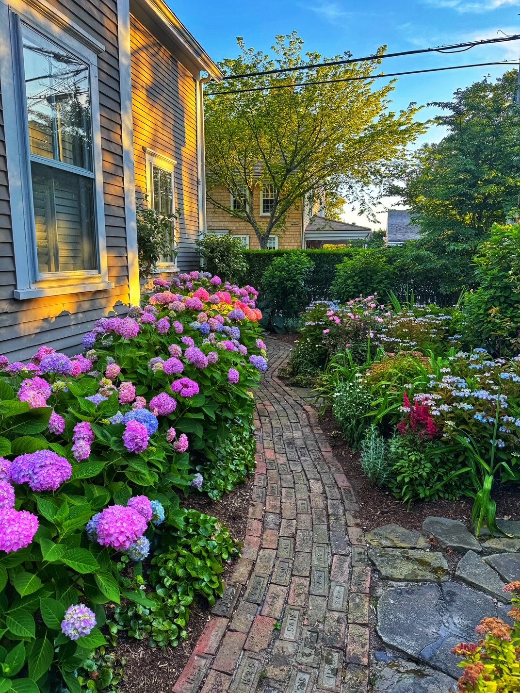 Garden path with hydrangeas