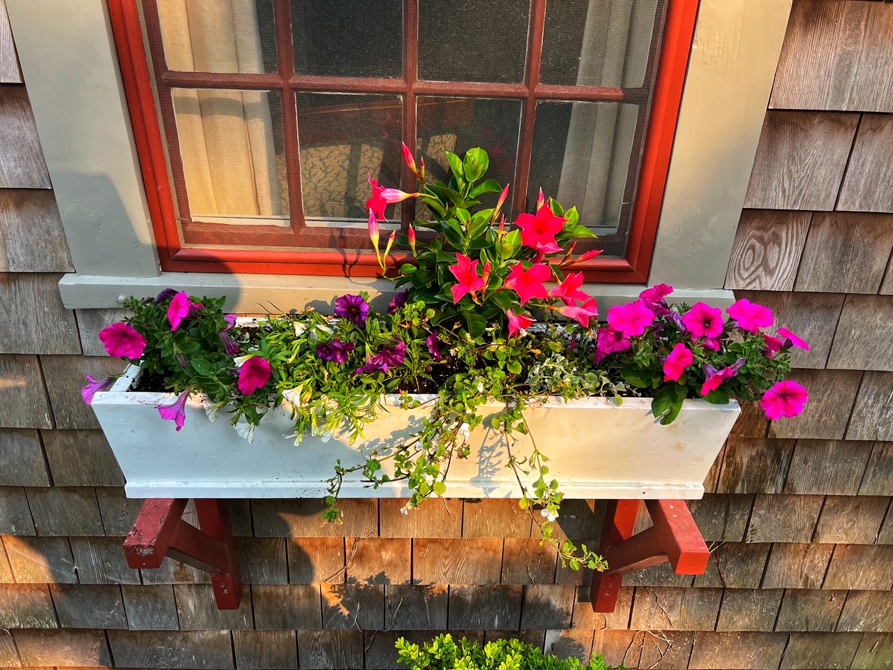 Pink petunia window box